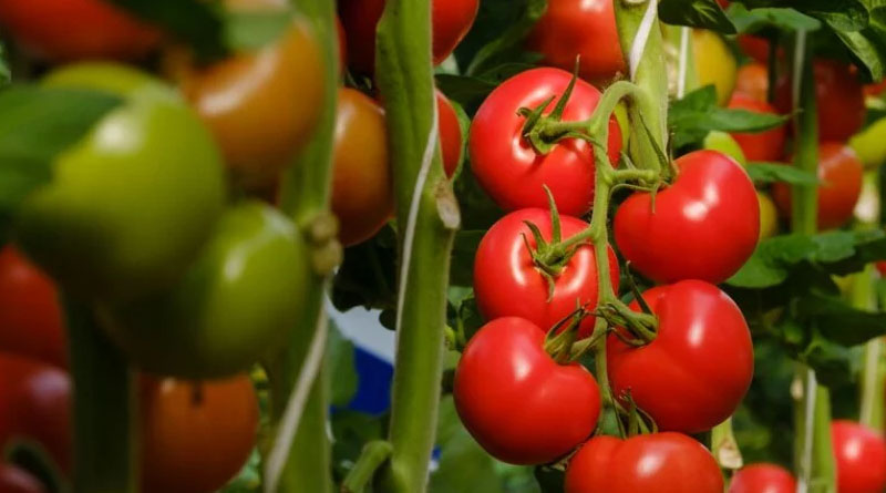 Grower Shares Experience with Climundo ToBRFV-Resistant Tomato
