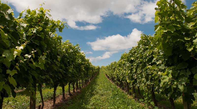 Sales of Pesticides in the EU Down by 10% in 2022