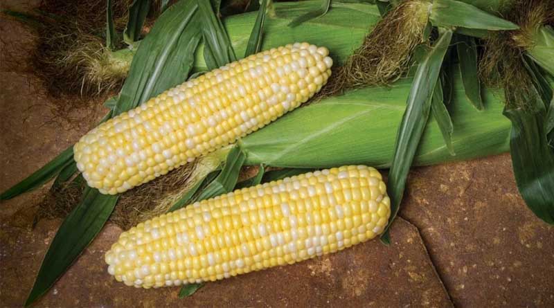 Understand the Differences Between Yellow, White, and Bicolor Sweet Corn