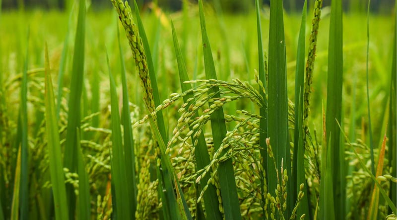 IARI Starts Sale of Imazethapyr Tolerant Basmati Rice Varieties