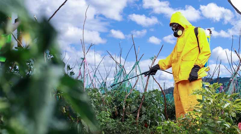 CABI-led Study Calls for a Repurposing of Input Subsidies to Promote Sustainable Ipm Practices