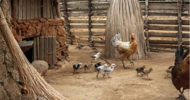 FAO Food Price Index Up Marginally in April