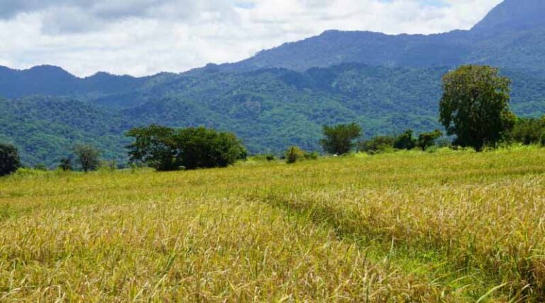Golden Grains: Cultivating Rice And Maize Health In Tanzanian Fields