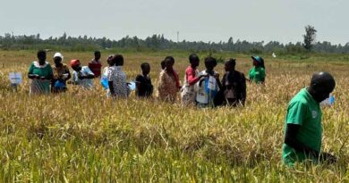 KALRO and IRRI organize Farmers’ Field Day at Siaya County, Sharing Improved Rice Varieties and Training Farmers on Climate-smart Agronomy