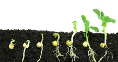 Seedling Planters Bring Efficiency and Precision to Planting Process