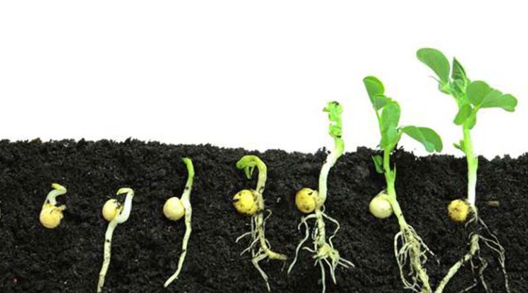 Seedling Planters Bring Efficiency and Precision to Planting Process