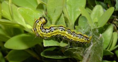 Model Predicts Future Spread of Box Tree Moth in North America