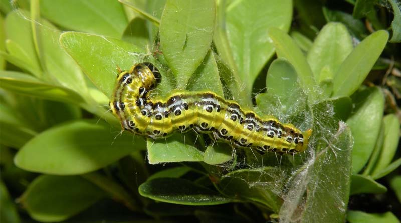 Model Predicts Future Spread of Box Tree Moth in North America