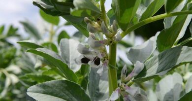 Beans Boost From Biofertiliser and Disease Control