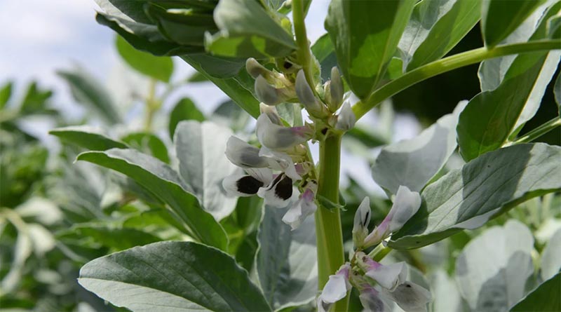 Beans Boost From Biofertiliser and Disease Control