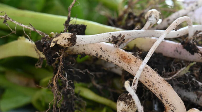 Tuber Initiation Timing for Quantis to Protect Against Stress