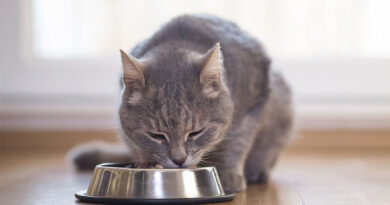 Pet Owners Say Their Cat’s Health is Top of Mind and Well Worth It