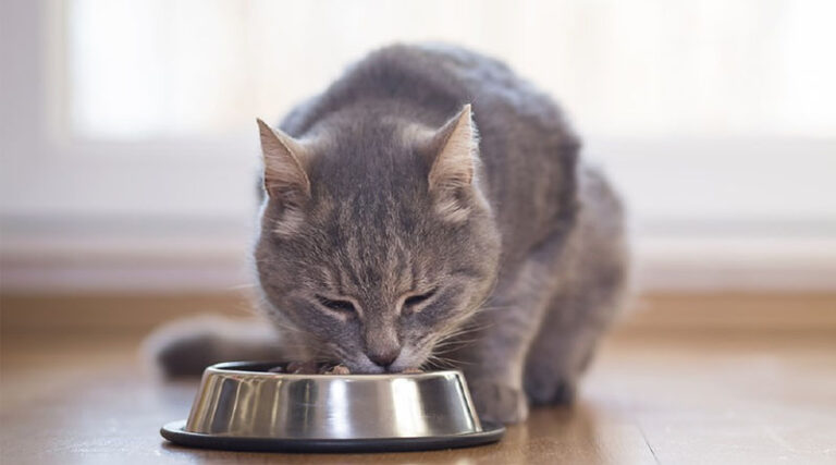 Pet Owners Say Their Cat’s Health is Top of Mind and Well Worth It