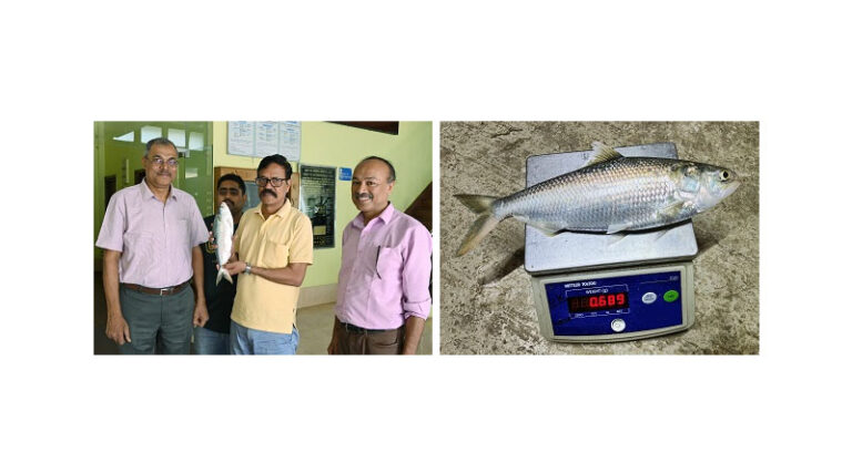 Hilsa Attains 689 G (43.6 Cm) in the Pond in 3 Years – better Growth Than Rivers Was Achieved