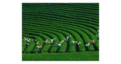 Promoting Linkage of Organic Agricultural Production Chain