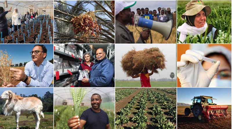 The ICARDA 2030 Research and Innovation Strategy