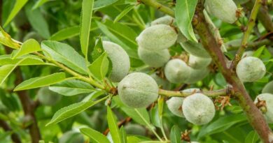 Rivulis Partners With Agri-tech Farm Veracruz Almonds in a Pioneering Trial