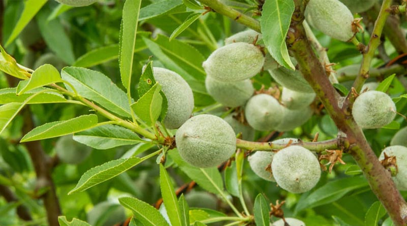 Rivulis Partners With Agri-tech Farm Veracruz Almonds in a Pioneering Trial