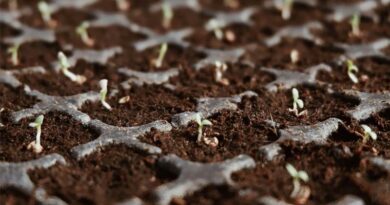 Technology Push: Indian Seed Sector Bats for a Resilient Agriculture Sector