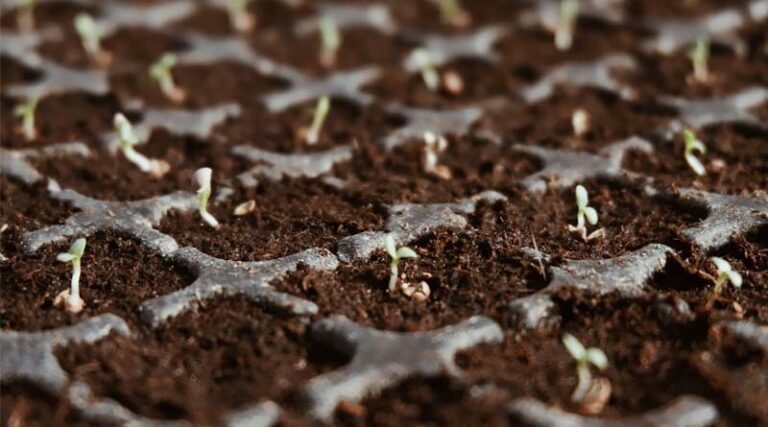 Technology Push: Indian Seed Sector Bats for a Resilient Agriculture Sector