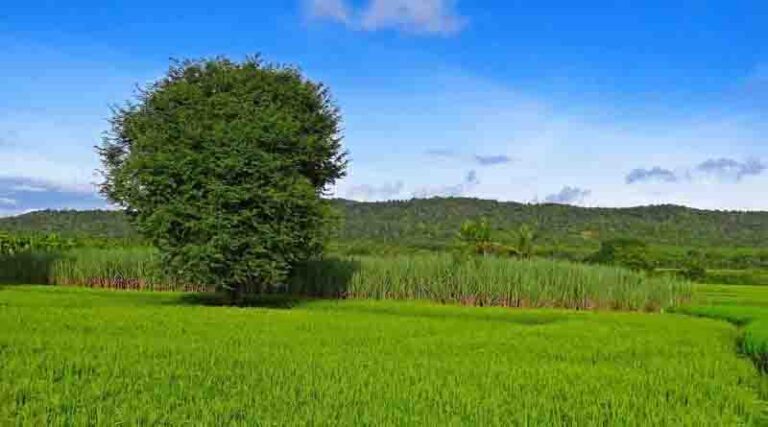 China Agricultural Outlook Report (2024~2033)
