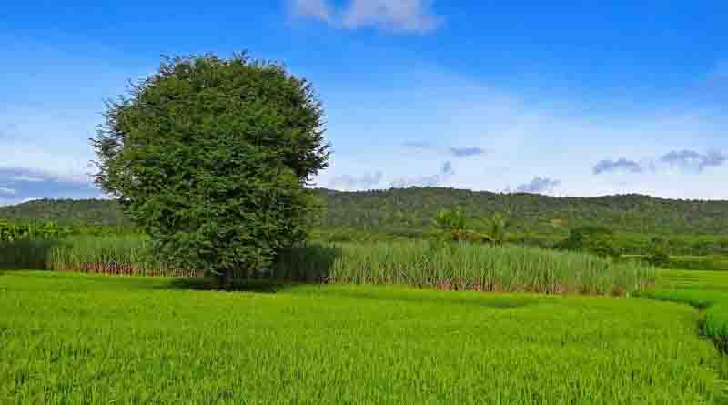 China Agricultural Outlook Report (2024~2033)