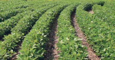 Chinese Scientists Develop Gene-Edited Soybean Lines to Boost Yield and Protein