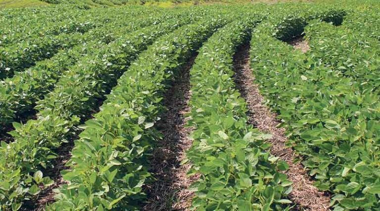 Chinese Scientists Develop Gene-Edited Soybean Lines to Boost Yield and Protein
