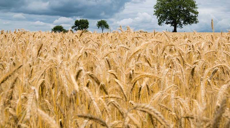 Today's Wheat Mandi Rate (30 May 2024)