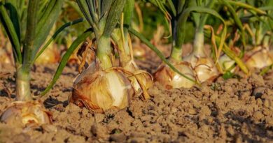 Pakistan's Onion Exports Soar Amidst India's Trade Restrictions