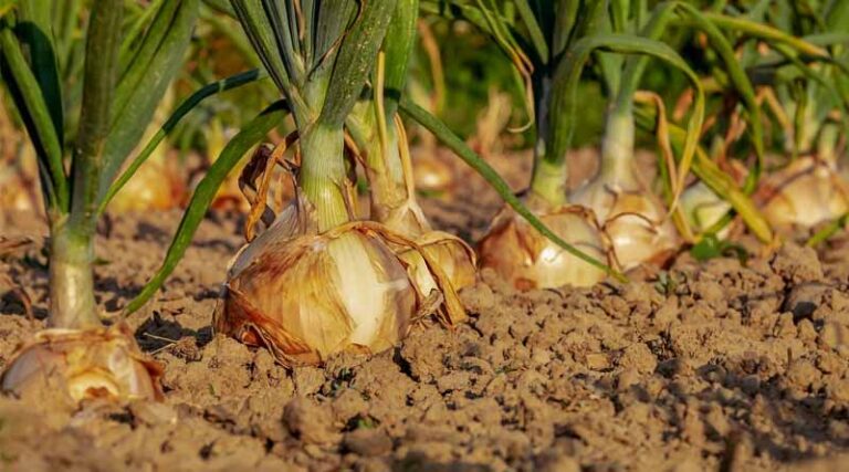 Pakistan's Onion Exports Soar Amidst India's Trade Restrictions