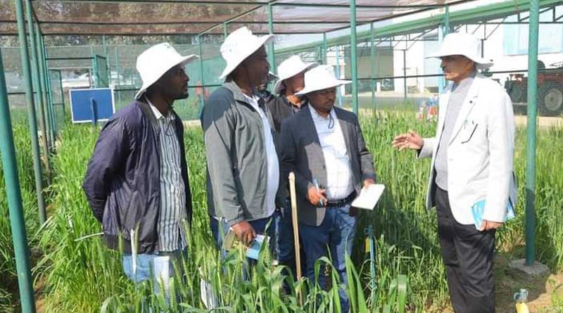 Ethiopian Researchers Travel to India to Strengthen Knowledge Regarding Increasing Wheat Productivity