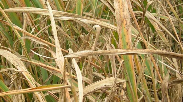 Disease-resistant Rice for Risotto