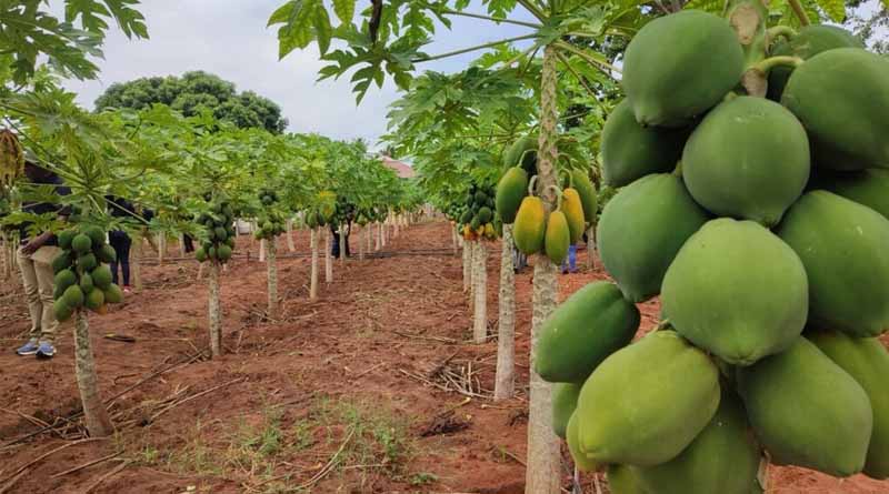 Insect Wasps Are My Army in the Fight to Protect My Pawpaw