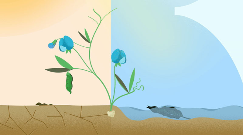 Grasspea: a Story of Security