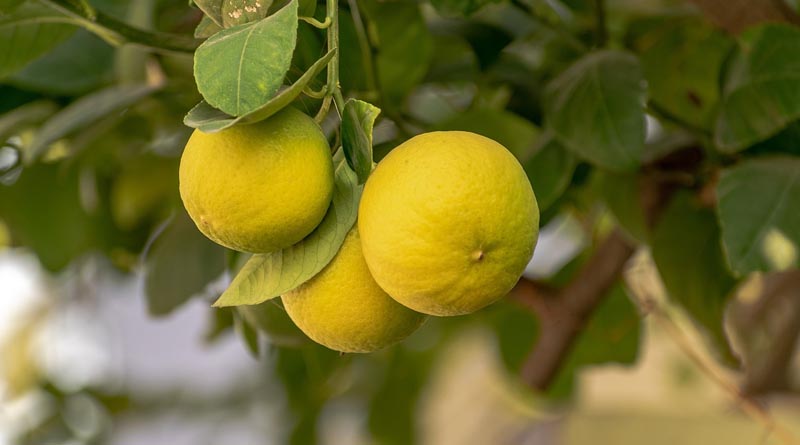 Drought's Toll on Maharashtra's Sweet Lemon Orchards: Over 1.1 Million Trees Affected