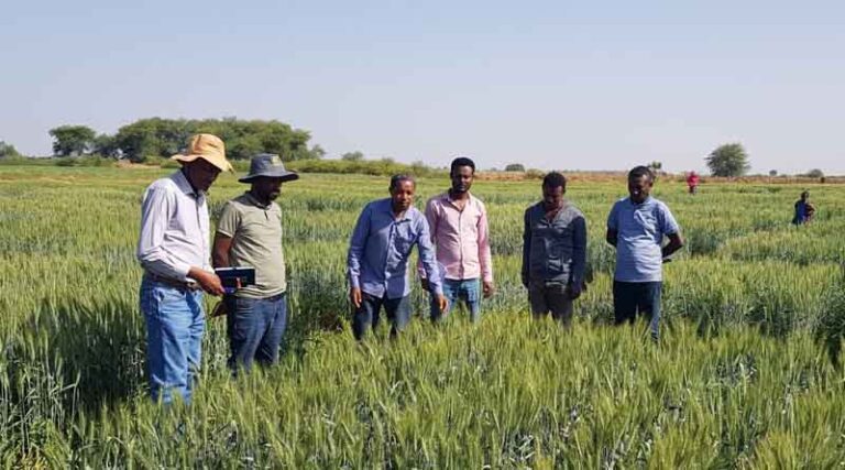 New Heat-tolerant Wheat Varieties Prove Fruitful for Ethiopia’s Irrigated Lowlands