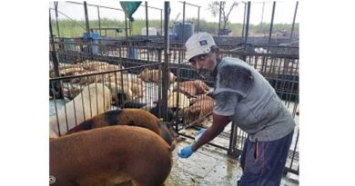 A Success Story of a Piggery Entrepreneur Through Field Adoption of Reproductive Technologies