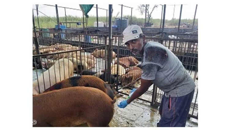 A Success Story of a Piggery Entrepreneur Through Field Adoption of Reproductive Technologies