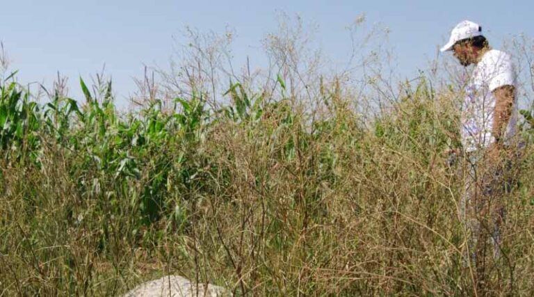 How does parthenium weed impact maize crop production?