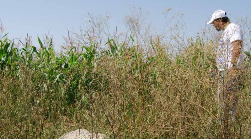 How does parthenium weed impact maize crop production?