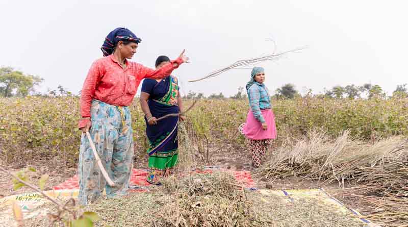 Soybean MSP hiked by Rs 292; Government announces MSP for Kharif crops in 2024-25