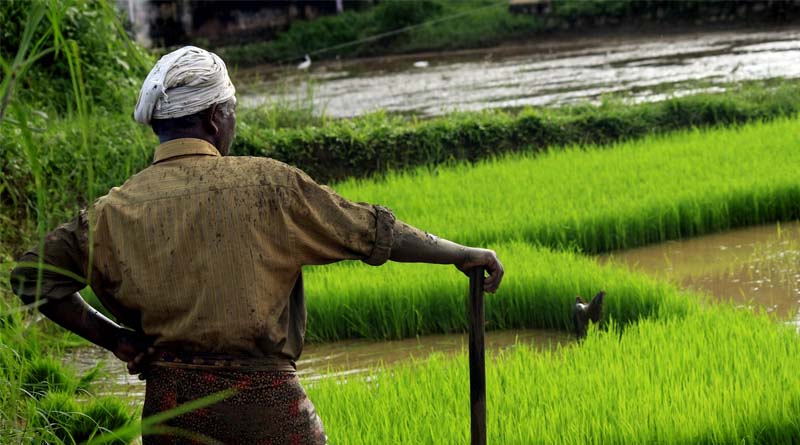 From Policy to Practice: Government-Supported Innovations Transforming Agricultural Insurance