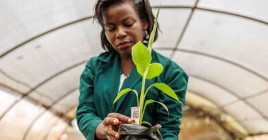 CGIAR’s New Flagship Report Will Help Decision-makers Transform Food, Land, and Water Systems