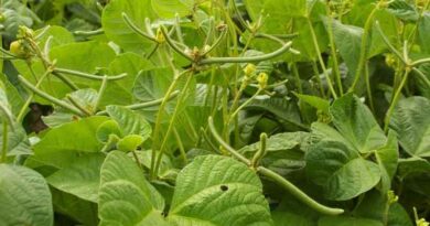 Central Queensland Cropping and Agronomy Workshops