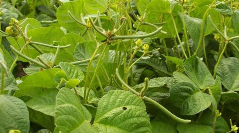 Central Queensland Cropping and Agronomy Workshops