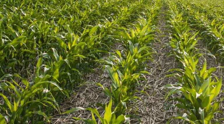 Indigo Ag’s Carbon Program to deliver record carbon credits to Microsoft
