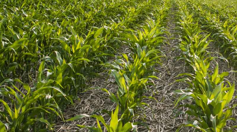 Indigo Ag’s Carbon Program to deliver record carbon credits to Microsoft