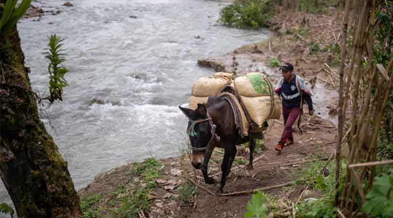 Global Environment Facility approves $70 million to support FAO projects in 28 countries