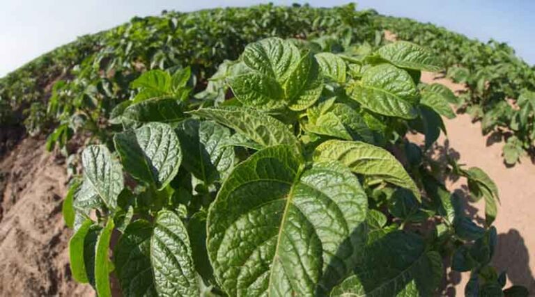 Quantis counters temperature stress before crops suffer